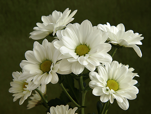 포토 JPG 해외이미지 식물 꽃 국화 사람없음 정원 흰색 해외포토 컬러 파일형식 이미지허브