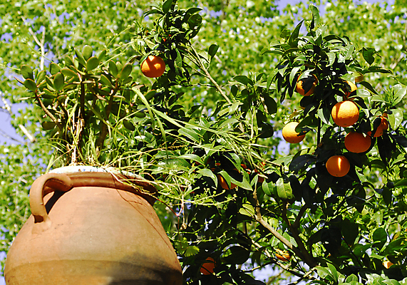 포토 JPG 해외이미지 주간 농업 귤 사람없음 야외 바구니 귤나무 해외포토 자연요소 나무 산업 과일 파일형식 이미지허브