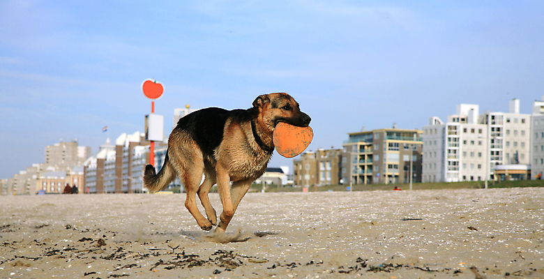 포토 JPG 해외이미지 동물 행복 모래 바다 포즈 이동 모션 발 자연 놀이 사람없음 물 반려동물 달리기 운동 점프 힘 기쁨 표현 양치기 개 큼 속도 흥분 전력질주 힘찬 해외포토 자연요소 직업 감정 컨셉 포유류 건강 신체부위 크기 생태계 파일형식 이미지허브