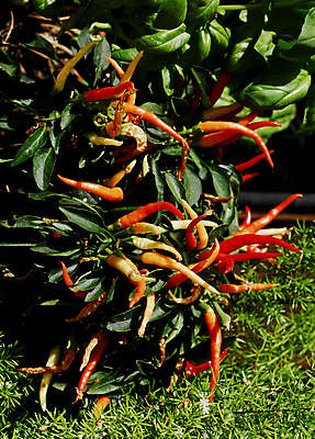 포토 JPG 해외이미지 식물 음식 채소 고추 피망 사람없음 야외 빨간색 컬러풀 농장 정원 맑음 신선 뜨거움 맛 향신료 원예 매움 후추 심기 해외포토 컬러 컨셉 농업 모션 날씨 취미 향미료 파일형식 이미지허브