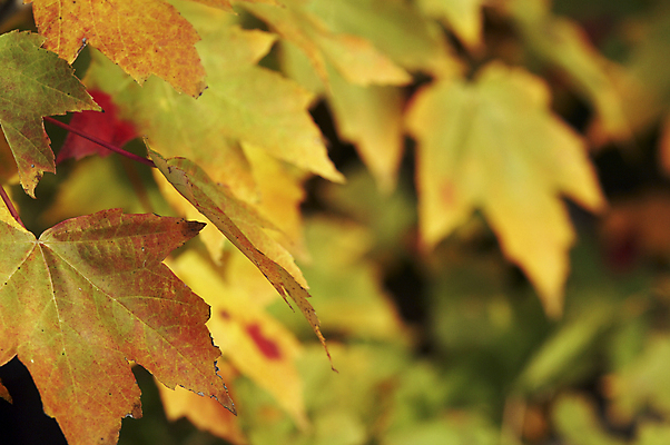 포토 JPG 해외이미지 나무 식물 백그라운드 단풍 잎 자연 추상 사람없음 야외 여름 빛 환경 성장 가을 나뭇가지 신선 숲 해외포토 계절 무늬 생태계 파일형식 이미지허브