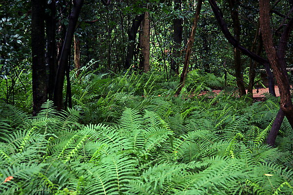 포토 JPG 해외이미지 나무 식물 계절 공원 백그라운드 잎 자연 벽지 종류 사람없음 야외 목재 초록색 환경 정원 숲 그늘 생태계 장면 내추럴 동물상 생태학 양치류 그리너리 해외포토 공공시설 교육 컬러 재료 조형물 파일형식 트랜드컬러 이미지허브