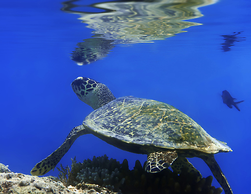 포토 JPG 해외이미지 동물 1 스포츠 바다 백그라운드 자연 바닥 이집트 어류 사람없음 야외 초록색 물 컬러풀 바닷속 수중 수영 스노클링 산호 닫기 거북이 인도인 엿보기 싱글 다이빙 암초 몰디브 깊이 혼자 해외포토 자연요소 외국인 아시아 컬러 파충류 모션 아프리카 동양인 수중동물 수상스포츠 자포동물 생태계 수중스포츠 파일형식 이미지허브