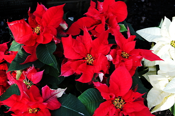 포토 JPG 해외이미지 꽃잎 크리스마스 사람없음 흰배경 포인세티아 해외포토 기념일 꽃 백그라운드 흰색 파일형식 이미지허브