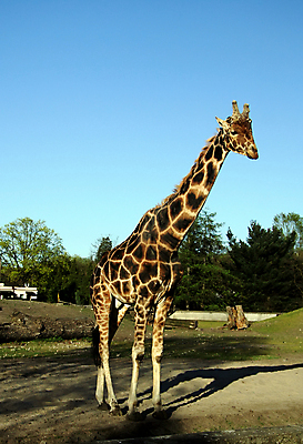 포토 JPG 해외이미지 동물 1 응시 얼굴 야생동물 포유류 아프리카 자연 뿔 동물원 성인 사람없음 갈색 머리 탑 흰색 황무지 큼 방목 속눈썹 사파리 귀 목 케냐 노려봄 사바나 평야 해외포토 건축물 시선 나라 컬러 표정 사람 신체부위 축산업 크기 눈썹 생태계 파일형식 이미지허브