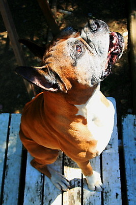 포토 JPG 해외이미지 식물 동물 공원 꽃 행복 자연 휴식 서기 경비 사람없음 야외 파란색 반려동물 갈색 검은색 개 보호 숲 경계 보안 해외포토 공공시설 감정 컬러 컨셉 포유류 모션 안전 생태계 파일형식 이미지허브