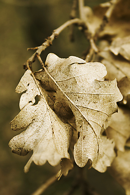 포토 JPG 해외이미지 나무 식물 계절 백그라운드 잎 겨울 패턴 자연 건조 흑백 사람없음 갈색 환경 침묵 가을 죽음 숲 질감 정맥 내추럴 세피아 썩음 옛날 해외포토 컬러 무늬 촬영기법 소리 생태계 혈관 파일형식 이미지허브