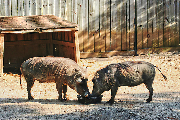포토 JPG 해외이미지 동물 남자 야생동물 음식 포유류 아프리카 자연 초식동물 뿔 동물원 사람없음 야외 갈색 저녁식사 게임 돼지 쌍 황무지 치아 먹이 방목 먹기 사파리 나눔 공유 남쪽 멧돼지 생태학 전국 찰과상 못생김 해외포토 교육 나라 컬러 모션 놀이 사람 식사 소화기관 축산업 상처 방향 생태계 파일형식 이미지허브