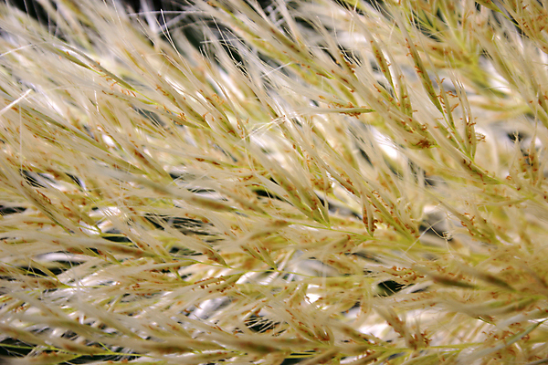 포토 JPG 해외이미지 식물 백그라운드 자연 사람없음 귀 내추럴 해외포토 신체부위 생태계 파일형식 이미지허브