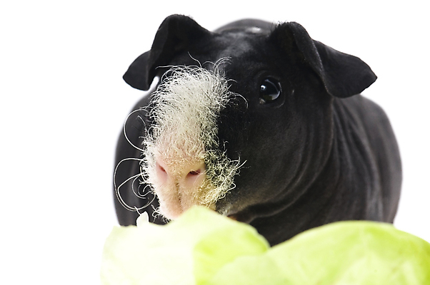 포토 JPG 해외이미지 한마리 사람없음 검은색 배추 기니피그 배추잎 해외포토 1 컬러 채소 포유류 파일형식 이미지허브