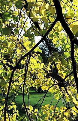 포토 JPG 해외이미지 나무 식물 계절 백그라운드 잎 자연 사람없음 야외 초록색 햇빛 노란색 가을 나뭇가지 그림 해외포토 컬러 태양 생태계 파일형식 이미지허브