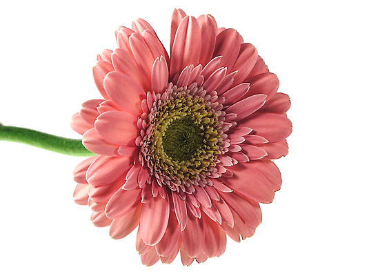 포토 JPG 해외이미지 식물 꽃 줄기 분홍색 백그라운드 발렌타인데이 선물 사람없음 초록색 여름 뷰티 귀여움 봄 벚꽃 흰색 신선 개화 닫기 큼 묘사 원예 데이지 꽃가루 거베라 고립 넘어짐 해외포토 계절 컬러 컨셉 모션 데이이벤트 취미 크기 가루 파일형식 이미지허브