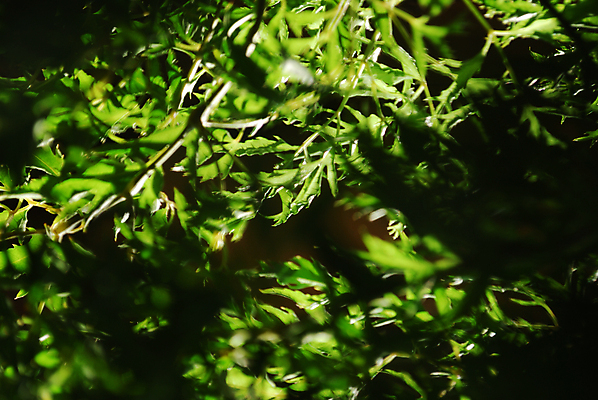포토 JPG 해외이미지 나무 식물 줄기 백그라운드 잎 밭 가족 자연 안테나 건강 초원 사람없음 장식 초록색 빛 환경 성장 나뭇가지 신선 가시 숲 질감 상록수 개발 세련 해외포토 컬러 농업 통신 관계 생태계 파일형식 이미지허브