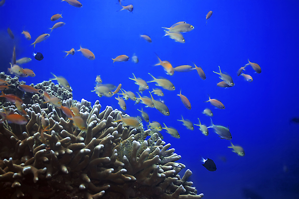 포토 JPG 해외이미지 동물 바다 백그라운드 이집트 어류 사람없음 물 파란색 바닷속 수중 스노클링 황금 산호 다이빙 부드러움 암초 강렬 깊이 소금물 이국적 해외포토 자연요소 컬러 아프리카 수영 수중동물 수상스포츠 감각 자포동물 수중스포츠 파일형식 이미지허브