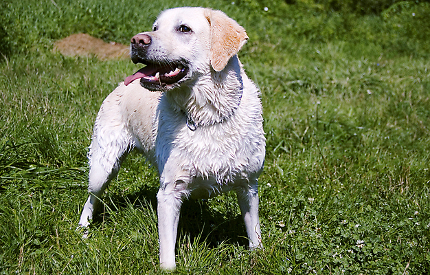 포토 JPG 해외이미지 동물 응시 공원 여자 백그라운드 장난 포유류 놀이 털 잔디 사람없음 야외 초록색 반려동물 뷰티 머리 황금 개 리트리버 래브라도리트리버 손목시계 송곳니 주목 해외포토 식물 시선 공공시설 시계 컬러 장신구 사람 신체부위 치아 파일형식 이미지허브