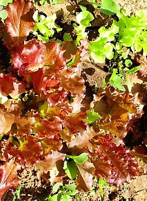 포토 JPG 해외이미지 나무 식물 계절 꽃잎 꽃 백그라운드 잎 채소 자연 사람없음 초록색 뷰티 정원 봄 개화 상추 내추럴 해외포토 컬러 생태계 파일형식 이미지허브