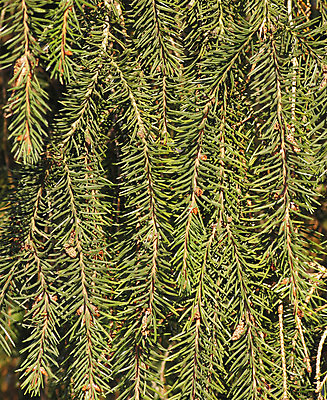 포토 JPG 해외이미지 나무 줄기 백그라운드 크리스마스 겨울 패턴 자연 추상 휴식 왕관 씨앗 사람없음 목재 세로 초록색 빛 갈색 맑음 침묵 카펫 나뭇가지 시골 숲 질감 침엽수 전나무 원뿔 해외포토 도형 식물 계절 기념일 컬러 컨셉 무늬 재료 날씨 소리 생태계 파일형식 이미지허브