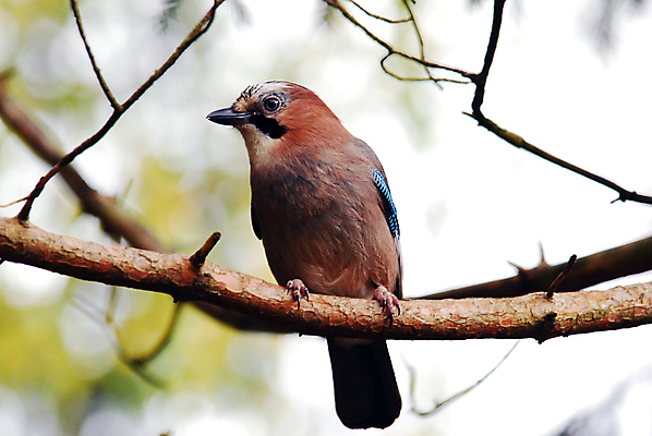 포토 JPG 해외이미지 나무 동물 분홍색 자연 조류 사람없음 빨간색 갈색 해외포토 식물 컬러 생태계 파일형식 이미지허브