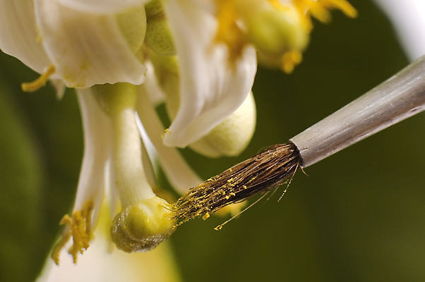 포토 JPG 해외이미지 나무 식물 꽃잎 꽃 곤충 잎 농업 오렌지 과일 재료 자연 귤 사람 사람없음 초록색 약 노란색 금속 봄 성장 벚꽃 흰색 나뭇가지 꽃술 붓 개화 달콤 벌 레몬 딱정벌레 묘사 만족 원예 꽃가루 상록수 꿀 세대 해외포토 동물 계절 감정 산업 컬러 의학 재질 취미 맛 가루 생태계 파일형식 이미지허브