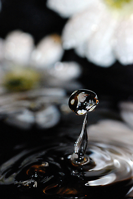 포토 JPG 해외이미지 꽃 사람없음 물 빛 검은색 흰색 물방울 떨어짐 해외포토 자연요소 식물 컬러 컨셉 파일형식 이미지허브