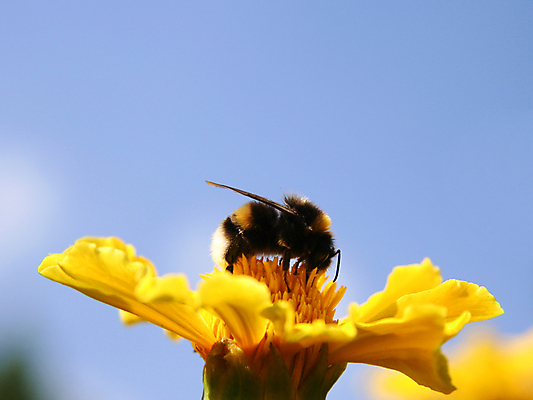 포토 JPG 해외이미지 식물 동물 꽃 곤충 날개 자연 사람없음 야외 초록색 여름 파란색 뷰티 노란색 정원 검은색 봄 들꽃 업무 벌레 숲 벌 먹기 묘사 꿀 찌르기 해외포토 계절 컬러 모션 작업 생태계 파일형식 이미지허브