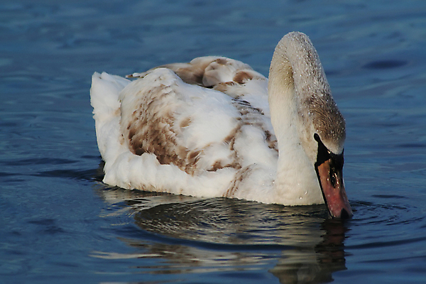 포토 JPG 해외이미지 물결 음료 바다 날개 조류 사람없음 물 파란색 갈색 수영 마시기 흰색 떨어짐 깃털 꼬리 시력 부리 백조 분무기 목 계산서 해외포토 자연요소 동물 컬러 컨셉 모션 신체부위 수상스포츠 파일형식 이미지허브