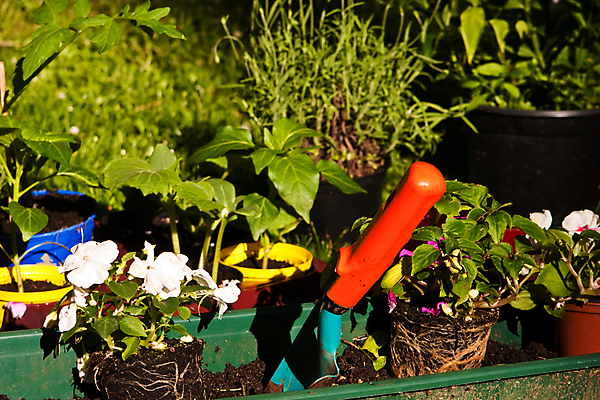 포토 JPG 해외이미지 식물 꽃 화분 사람없음 가로 초록색 농작물 정원 봄 물뿌리개 도구 공구 업무 작업 삽 원예 심기 해외포토 계절 컬러 농업 모션 취미 파일형식 이미지허브