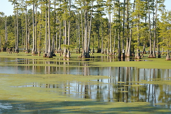 포토 JPG 해외이미지 나무 공원 호수 자연 사람없음 젖음 연못 소나무 큼 해외포토 식물 공공시설 크기 생태계 파일형식 이미지허브