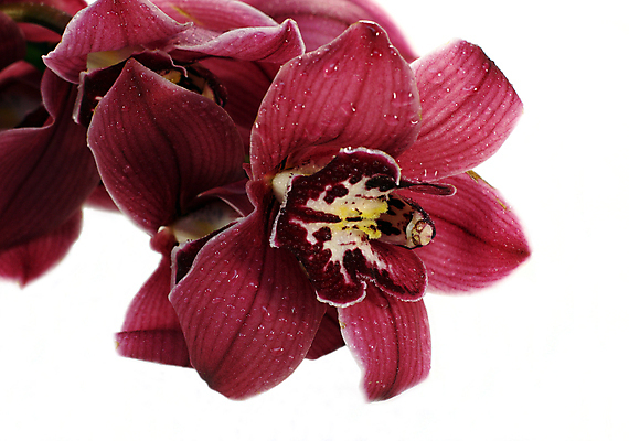 포토 JPG 해외이미지 식물 꽃잎 꽃 꽃다발 동양인 사람없음 장식 뷰티 나뭇가지 난초 냄새 이국적 해외포토 나무 인종 파일형식 이미지허브