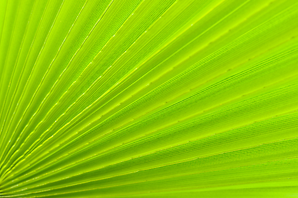 포토 JPG 해외이미지 식물 백그라운드 잎 자연 추상 손바닥 사람없음 초록색 노란색 활발 묘사 질감 방사형 해외포토 손 컬러 컨셉 무늬 생태계 파일형식 이미지허브