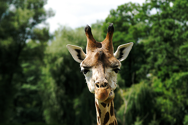 포토 JPG 해외이미지 야생동물 아프리카 자연 동물원 초원 사람없음 점 큼 기린 사파리 부드러움 목 해외포토 동물 나라 포유류 신체부위 감각 크기 생태계 파일형식 이미지허브