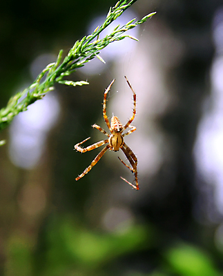 포토 JPG 해외이미지 동물 디자인 지구 줄 여행 지도 패턴 곡선 자연 아침 휴가 어류 사람없음 초록색 빛 세계 지구본 정원 흰색 잡기 원형 그물 떨어짐 엉킴 위험 크리스탈 실크 필름 구슬 질감 거미 빛망울 복잡 정중 효과 해외포토 주간 도형 선 컬러 곤충 컨셉 무늬 모션 수중동물 직물 광석 생태계 파일형식 이미지허브