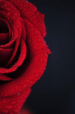 포토 JPG 해외이미지 식물 꽃 자연 사랑 사람없음 빨간색 물 장미 검은색 낭만 물방울 닫기 이슬 해외포토 자연요소 감정 컬러 컨셉 모션 생태계 파일형식 이미지허브