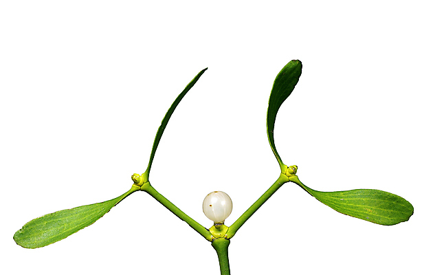 포토 JPG 해외이미지 식물 전통 계절 열매 잎 크리스마스 겨울 데이트 휴가 매달리기 사랑 사람없음 장식 초록색 흰색 나뭇가지 축하 12월 유혹 다발 허브 심볼 고립 해외포토 나무 기념일 감정 컬러 컨셉 모션 날짜 파일형식 이미지허브