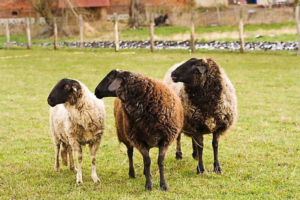 포토 JPG 해외이미지 동물 농업 포유류 3 서기 사람없음 가로 초록색 갈색 가축 농촌 시골 양 해외포토 산업 컬러 모션 파일형식 이미지허브