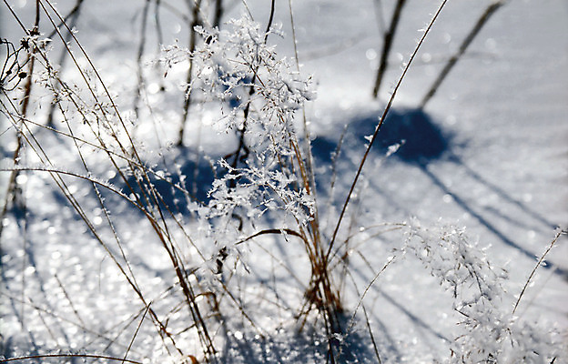 포토 JPG 해외이미지 식물 공원 백그라운드 겨울 자연 날씨 사람없음 야외 파란색 햇빛 추위 흰색 닫기 숲 서리 부드러움 블러 해외포토 계절 공공시설 컬러 모션 태양 감각 생태계 파일형식 이미지허브