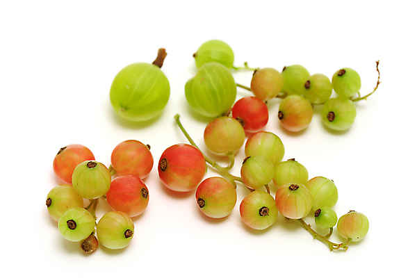 포토 JPG 해외이미지 열매 줄기 과일 건강 사람없음 빨간색 초록색 여름 줄무늬 흰색 신선 다발 유기농 비타민 내추럴 건포도 고립 구스베리 숙성 해외포토 식물 웰빙 계절 컬러 무늬 포도 건과일 영양소 파일형식 이미지허브