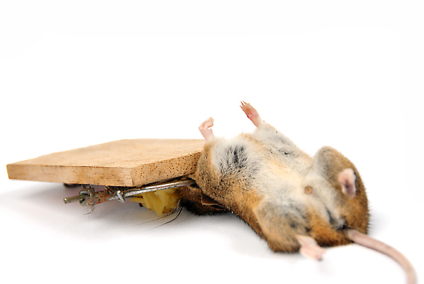 포토 JPG 해외이미지 동물 음식 컨셉 신체 치즈 실내 노르웨이 안전 사람없음 목재 빨간색 금속 힘 에너지 화물 죽음 잡기 기다림 상처 쥐 위험 수집 철 가득함 준비 보안 사냥 투자 올가미 미끼 보험 고립 스칸디나비아 해외포토 나무 유럽 컬러 비즈니스 재료 모션 재질 유제품 내부 운송업 설치류 파일형식 이미지허브