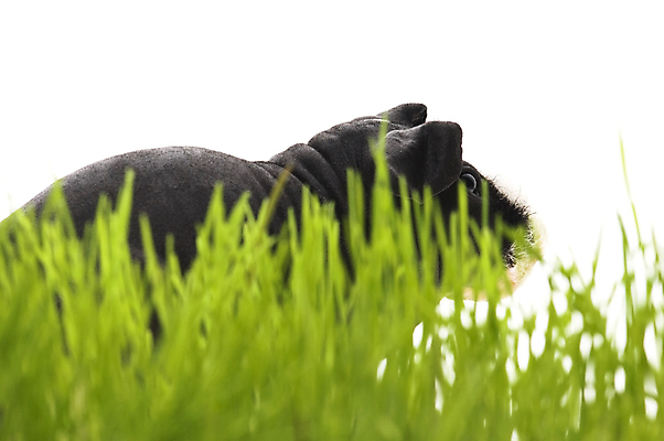 포토 JPG 해외이미지 한마리 사람없음 아웃포커스 검은색 기니피그 해외포토 1 컬러 포유류 촬영기법 파일형식 이미지허브