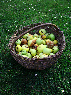 포토 JPG 해외이미지 음식 과일 자연 포도 사람없음 빨간색 초록색 농작물 노란색 바구니 달콤 사과 흙더미 해외포토 컬러 농업 흙 맛 생태계 파일형식 더미 이미지허브