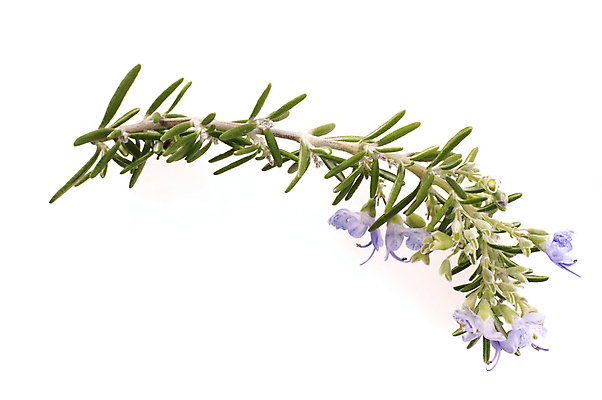 포토 JPG 해외이미지 식물 꽃 음식 꽃다발 잎 채소 재료 자연 건강 요리 사람없음 장식 초록색 건강관리 환경 봄 성장 신선 양념 맛 약초 휘발유 다발 허브 향신료 향기 화단 아로마테라피 로즈메리 건강식 채소밭 해외포토 계절 컬러 컨셉 밭 관리 풀_식물 석유 생태계 냄새 테라피 향미료 파일형식 이미지허브