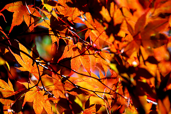 포토 JPG 해외이미지 주간 백그라운드 단풍 자연 풍경 근접촬영 사람없음 야외 가을풍경 주황색 가을 소프트포커스 해외포토 자연요소 계절 뷰포인트 컬러 잎 촬영기법 생태계 파일형식 가을_계절 이미지허브
