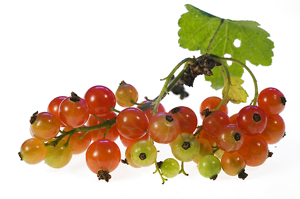 포토 JPG 해외이미지 음식 과일 자연 사람없음 빨간색 흰색 신선 큼 건포도 고립 신맛 해외포토 컬러 포도 맛 크기 생태계 건과일 파일형식 이미지허브