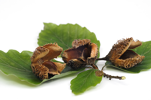 포토 JPG 해외이미지 나무 백그라운드 잎 자연 사람없음 초록색 견과류 흰색 나뭇가지 다발 고립 해외포토 식물 컬러 생태계 파일형식 이미지허브