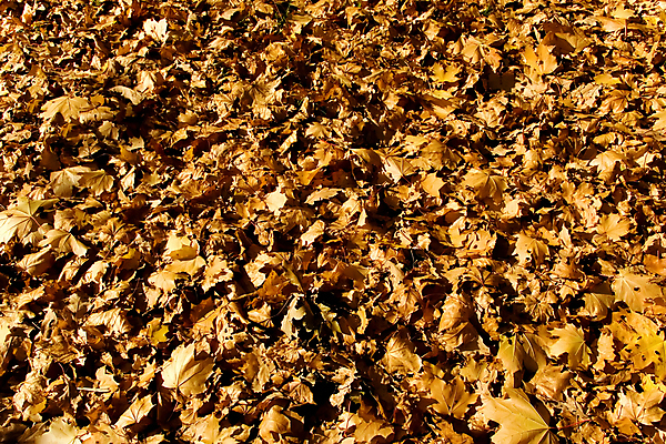 포토 JPG 해외이미지 식물 디자인 계절 백그라운드 단풍 잎 캐나다 패턴 오렌지 일러스트 자연 사람없음 빨간색 초록색 세트 컬러풀 갈색 노란색 환경 젖음 붓 변화 황금 숲 9월 11월 수집 질감 10월 내추럴 엘리먼트 옛날 절정 플라타너스 해외포토 나무 컬러 컨셉 북아메리카 무늬 과일 날짜 생태계 파일형식 이미지허브