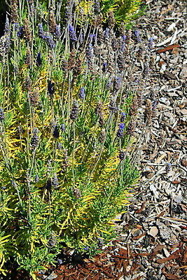 포토 JPG 해외이미지 나무 식물 계절 꽃 백그라운드 자연 사람없음 초록색 햇빛 태양 정원 맑음 보라색 봄 벚꽃 나뭇가지 시간 개화 큼 묘사 라벤더 내추럴 해외포토 자연요소 컬러 날씨 크기 허브 생태계 파일형식 이미지허브