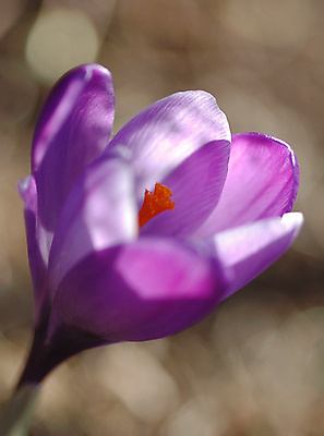 포토 JPG 해외이미지 식물 꽃 백그라운드 자연 노르웨이 사람없음 야외 정원 봄 흰색 꽃가루 부드러움 라일락 해외포토 계절 유럽 컬러 감각 가루 생태계 파일형식 이미지허브