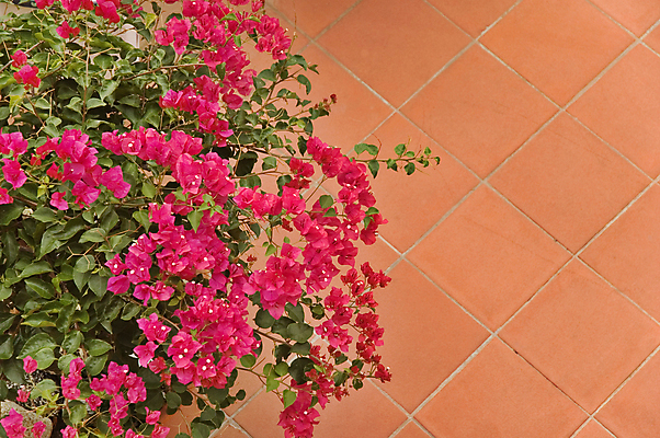 포토 JPG 해외이미지 식물 꽃 분홍색 꽃무늬 사람없음 여름 카피스페이스 해외포토 계절 컬러 무늬 공백 파일형식 이미지허브