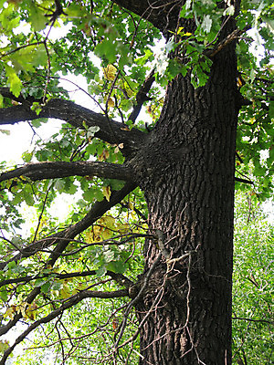 포토 JPG 해외이미지 나무 계절 공원 줄기 낙엽 잎 패턴 자연 날씨 휴식 왕관 씨앗 풍경 사람없음 야외 목재 초록색 여름 빛 갈색 맑음 힘 나뭇가지 시골 업무 거친 숲 질감 매듭 통나무 나무껍질 해외포토 식물 공공시설 컬러 컨셉 무늬 재료 껍질 작업 생태계 파일형식 이미지허브
