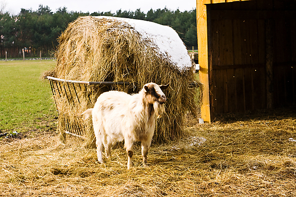 포토 JPG 해외이미지 동물 1 농업 포유류 염소 서기 사람없음 가로 초록색 갈색 가축 농촌 시골 건초더미 볏짚 뭉치 밀짚 외양간 해외포토 산업 컬러 모션 건초 짚 파일형식 더미 이미지허브